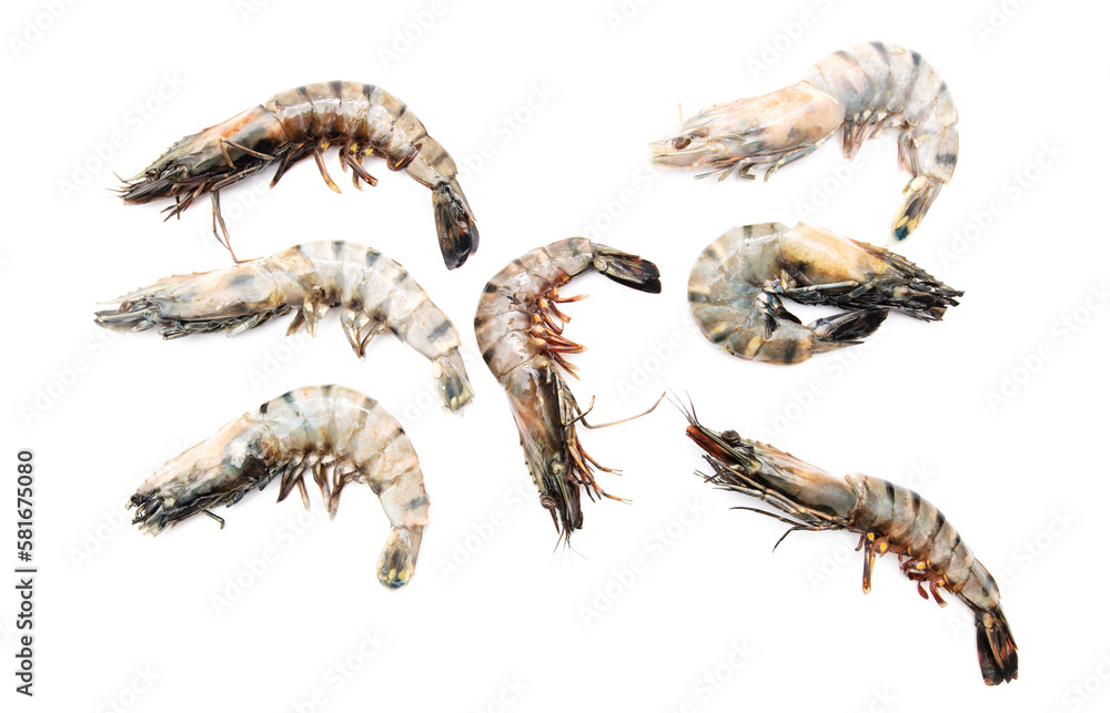 Sticker King prawns isolated on white background.