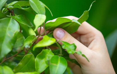 Girl's hands cares for green leaves on a plant in the park.