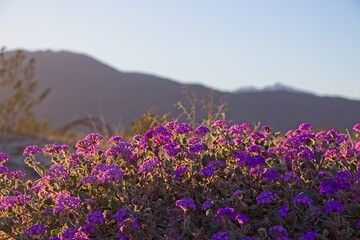 Obraz premium Although it may seem counterintuitive to head to the desert to look for flowers, parts of Anza Borrego Desert State Park had beautiful patches of wildflowers amid the harsh Colorado Desert landscape