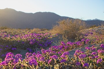 Although it may seem counterintuitive to head to the desert to look for flowers, parts of Anza Borrego Desert State Park had beautiful patches of wildflowers amid the harsh Colorado Desert landscape