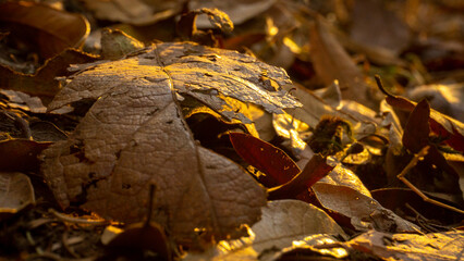 Dry leave