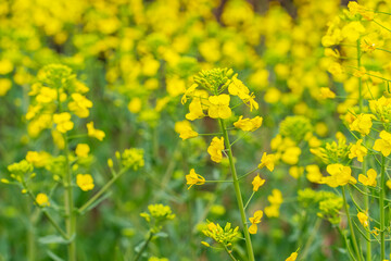Obraz premium rapeseed field in the springtime
