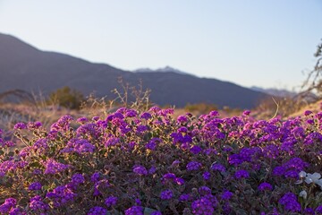 Although it may seem counterintuitive to head to the desert to look for flowers, parts of Anza Borrego Desert State Park had beautiful patches of wildflowers amid the harsh Colorado Desert landscape