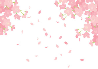Obraz na płótnie Canvas 満開の桜から花びらが舞い散るイラスト（背景透過）