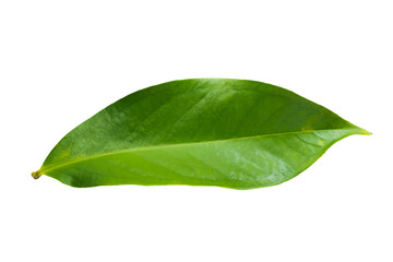 Syzygium Malaccense leaf on white background