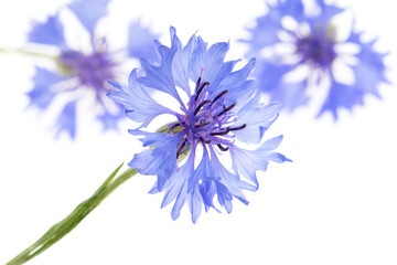 blue flower on white background