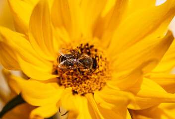 bee on a yellow flower