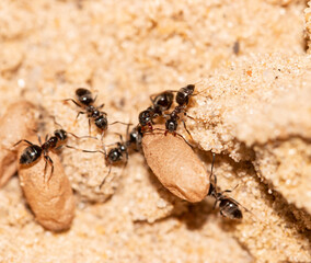 ants with larvae