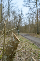 Abgesägter Baumstumpf, Ast in einem Wald, Abgesägter Baum