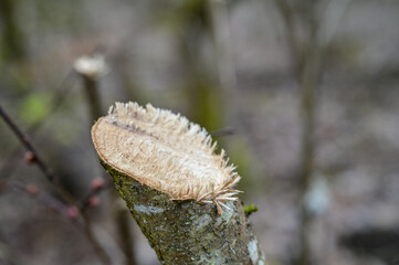 Abgesägter Baumstumpf, Ast in einem Wald