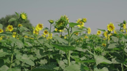 yellow blooming sunflower field summer. agriculture concept. healthy food. business growing seeds for production vegetable meat. vegetarian healthy food. farming. summer harvest season. vegetable oil.
