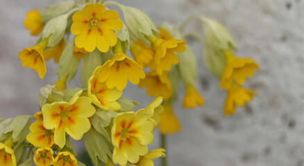 Primrose spring medicinal primrose.