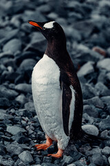 Cute Portrait Gentoo Penguin Portrait In Antarctica 
