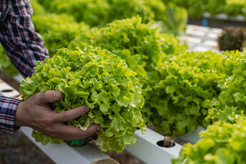 Organic vegetable garden owner holding green oak vegetables, hydroponics vegetable concept of farm, hydroponics green oak salad, green vegetables background