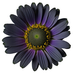 realistic dark purple flower isolated object design elements transparent background
