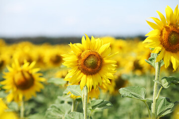 Fototapeta premium sunflower field in the summer