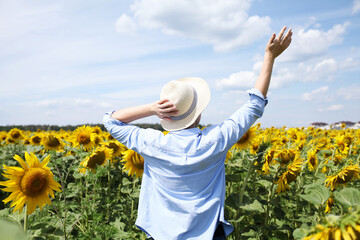 Woman in the sunflowers field. Summer time. Young beautiful woman standing in sunflower field. 