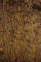 tree bark close-up, platanus acerifolia