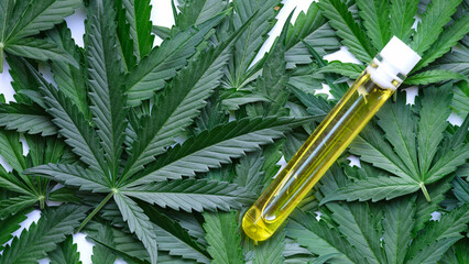 Test tube with marijuana extract lying on green cannabis leaves