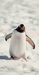 Cute Frontal of Gentoo Penguin Waddling In Snow In Antarctica Close-up