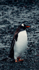Fototapeta premium Gentoo Penguin standing on rocky shore In Antarctica