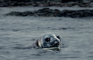 Curious Weddell Seal Surfaces in Water and Looks At Camera