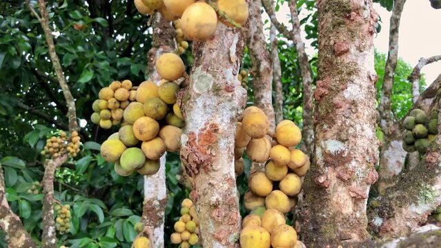 Langsat Fruit Cluster on Tree