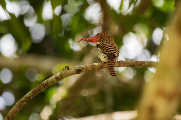 red headed woodpecker on tree