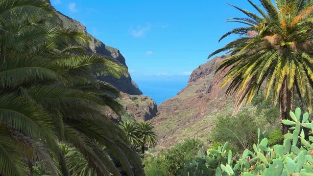 Tropical View Of Maska Village With Palm Trees And Cactus In The Foreground, Mountain Valley, Ocean And Blue Sky In The Background, Tenerife, Spain
