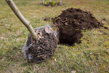 Fototapeta premium Shallow depth of field (selective focus) details with a tree sapling during a planting activity.