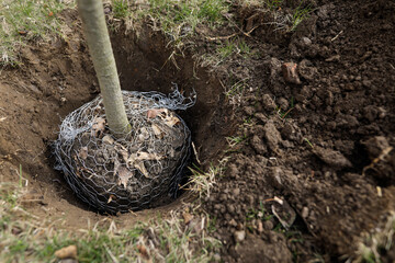 Shallow depth of field (selective focus) details with a tree sapling during a planting activity.