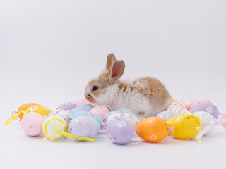 Easter Bunny in a festive Easter basket with colored eggs on a white background