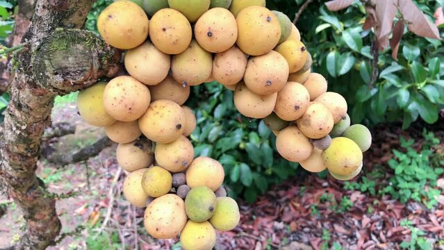Langsat Fruit Cluster on Tree