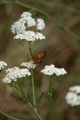 Common copper butterfly on white yarrow flower in coastal meadow. It is a short lived butterfly endemic to New Zealand. 