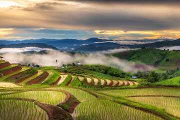rice in the mountains