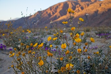 Although it may seem counterintuitive to head to the desert to look for flowers, parts of Anza Borrego Desert State Park had beautiful patches of wildflowers amid the harsh Colorado Desert landscape. © Andrew Webb Curtis