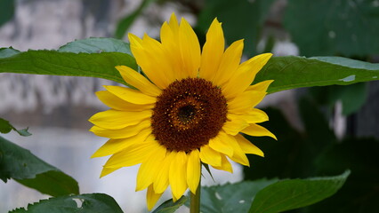 sunflower in the garden