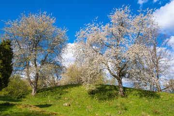 Fototapeta premium Blooming cherry trees in spring