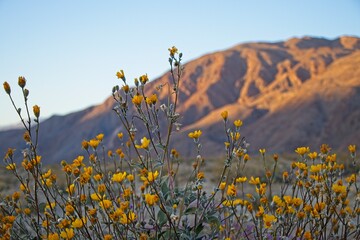 Although it may seem counterintuitive to head to the desert to look for flowers, parts of Anza Borrego Desert State Park had beautiful patches of wildflowers amid the harsh Colorado Desert landscape.