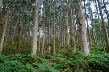 Eucalyptus forest in Galicia, Spain