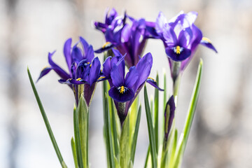 Beautiful blue irises on a blurred natural background. spring mood