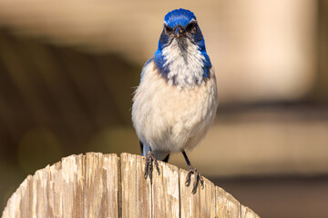 Blue bird looks ahead while perched on wooden fence