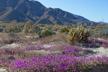 Obraz premium Although it may seem counterintuitive to head to the desert to look for flowers, parts of Anza Borrego Desert State Park had beautiful patches of wildflowers amid the harsh Colorado Desert landscape.