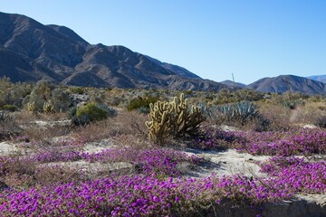 Obraz premium Although it may seem counterintuitive to head to the desert to look for flowers, parts of Anza Borrego Desert State Park had beautiful patches of wildflowers amid the harsh Colorado Desert landscape.