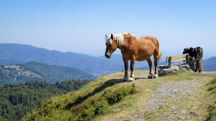 Le cheval de trait