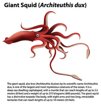 Giant Squid (Architeuthis dux) Vector
