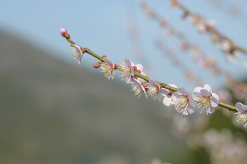 梅の花