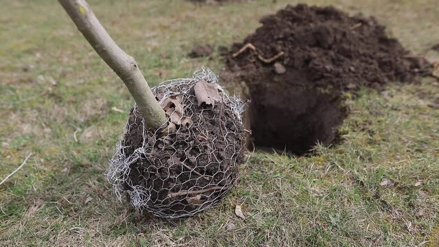 Handheld footage with shallow depth of field (selective focus) details with a tree sapling during a planting activity.
