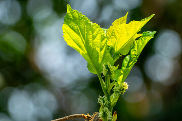 mulberry tree, fresh white mulberry, large amount of mulberry fruit in the tree,