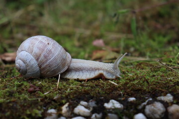 closeup of white snail on moss